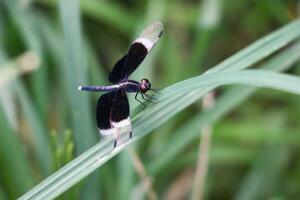 neurotemis tulia libélula sentado en un verde hoja cerca arriba disparo. hermosa negro alas libélula en un borroso verde antecedentes. Sureste asiático insectos y fauna silvestre de cerca disparo. foto