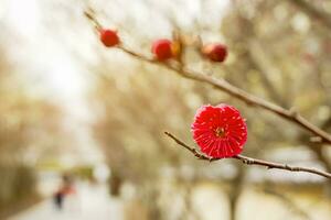 Closeup beautiful and red Plum blossom blooming on tree brunch and blurry with sun flare background. photo