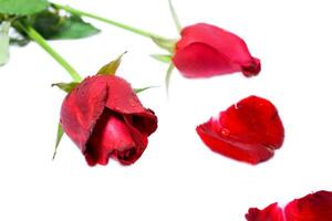 Top view of young red British roses with  petals out and dew drops isolate on white  and copy space background. photo