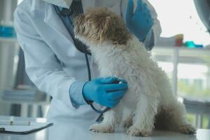 veterinario examinando perro y gato. perrito y gatito a veterinario doctor. animal clínica. mascota cheque arriba y vacunación. salud cuidado. foto