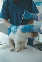 Vet examining dog and cat. Puppy and kitten at veterinarian doctor. Animal clinic. Pet check up and vaccination. Health care. photo