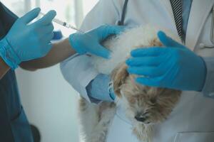 Vet examining dog and cat. Puppy and kitten at veterinarian doctor. Animal clinic. Pet check up and vaccination. Health care. photo