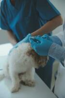 Vet examining dog and cat. Puppy and kitten at veterinarian doctor. Animal clinic. Pet check up and vaccination. Health care. photo