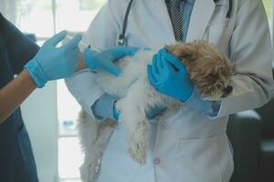 Vet examining dog and cat. Puppy and kitten at veterinarian doctor. Animal clinic. Pet check up and vaccination. Health care. photo