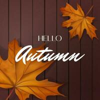 Autumn foliage square web banner. Poster with Maple leaves on textured wooden backdrop. Hello autumn. Colorful fall sale banner. Vector illustration.