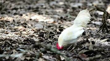 un' bellissimo gallo è scavando per cibo. video