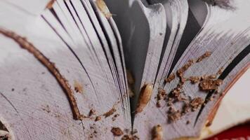 Termiten Das Essen Bücher. ein klein Termite Das zerstört Bücher. Tier Konzept Das stört und zerstört Dinge. video