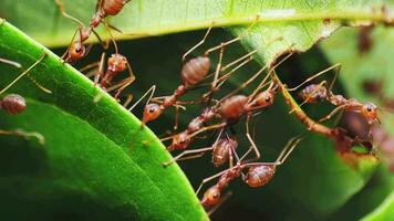 fourmis rouges s'aidant à tirer les feuilles video