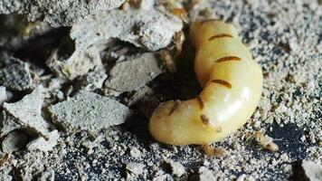 The queen of termites and termites who perform labor duties. Large termite mothers are responsible for laying eggs to increase the termite population. video