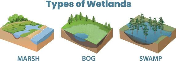 Types of wetlands diagram illustration vector