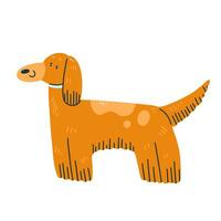 Afghan hound breed dog isolated on the background. Cartoon character dog. Vector illustration.