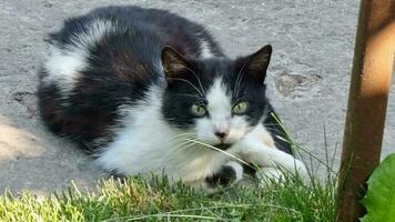 A yard cat, black and white, lies on a concrete path and look into the camera. video