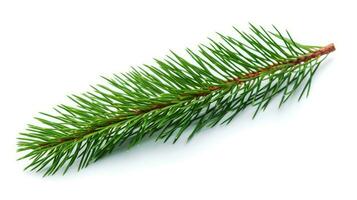 Pine branch isolated on white background. Fir tree branch isolated on white created with Generative Al technology photo