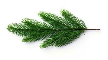 Pine branch isolated on white background. Fir tree branch isolated on white created with Generative Al technology photo