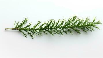 Pine branch isolated on white background. Fir tree branch isolated on white created with Generative Al technology photo