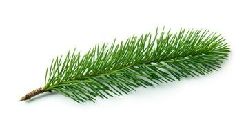 Pine branch isolated on white background. Fir tree branch isolated on white created with Generative Al technology photo