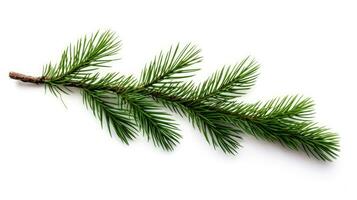 Pine branch isolated on white background. Fir tree branch isolated on white created with Generative Al technology photo