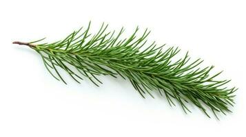 Pine branch isolated on white background. Fir tree branch isolated on white created with Generative Al technology photo