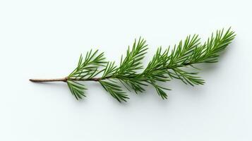 Pine branch isolated on white background. Fir tree branch isolated on white created with Generative Al technology photo