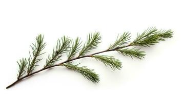 Pine branch isolated on white background. Fir tree branch isolated on white created with Generative Al technology photo