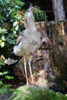 Portrait of Red legged Seriema photo