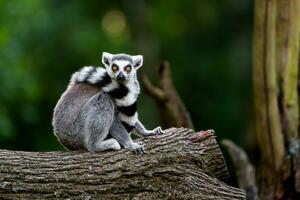 Portrait of Ring tailed lemur photo