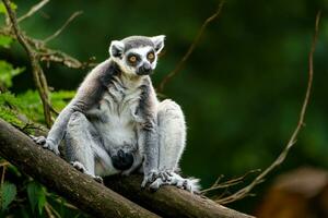 Portrait of Ring tailed lemur photo