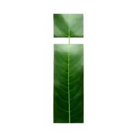 Green leaf typography text design lowercase alphabet i, AI Generative photo
