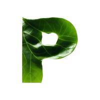 Green leaf typography text design uppercase alphabet P, photo