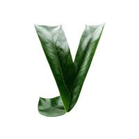 Green leaf typography text design lowercase alphabet y, photo