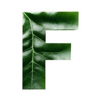 Green leaf typography text design uppercase alphabet F, photo