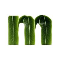 Green leaf typography text design lowercase alphabet m, photo