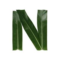 Green leaf typography text design uppercase alphabet N, photo