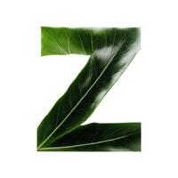 Green leaf typography text design uppercase alphabet Z, photo