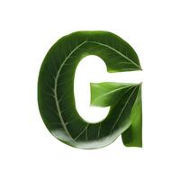 Green leaf typography text design uppercase alphabet G, photo