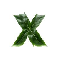 Green leaf typography text design lowercase alphabet x, photo