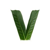 Green leaf typography text design uppercase alphabet V, photo