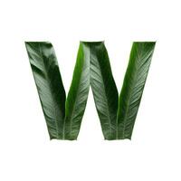 Green leaf typography text design lowercase alphabet w, photo