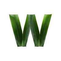 Green leaf typography text design uppercase alphabet W, photo