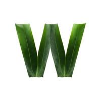 Green leaf typography text design uppercase alphabet W, AI Generative photo