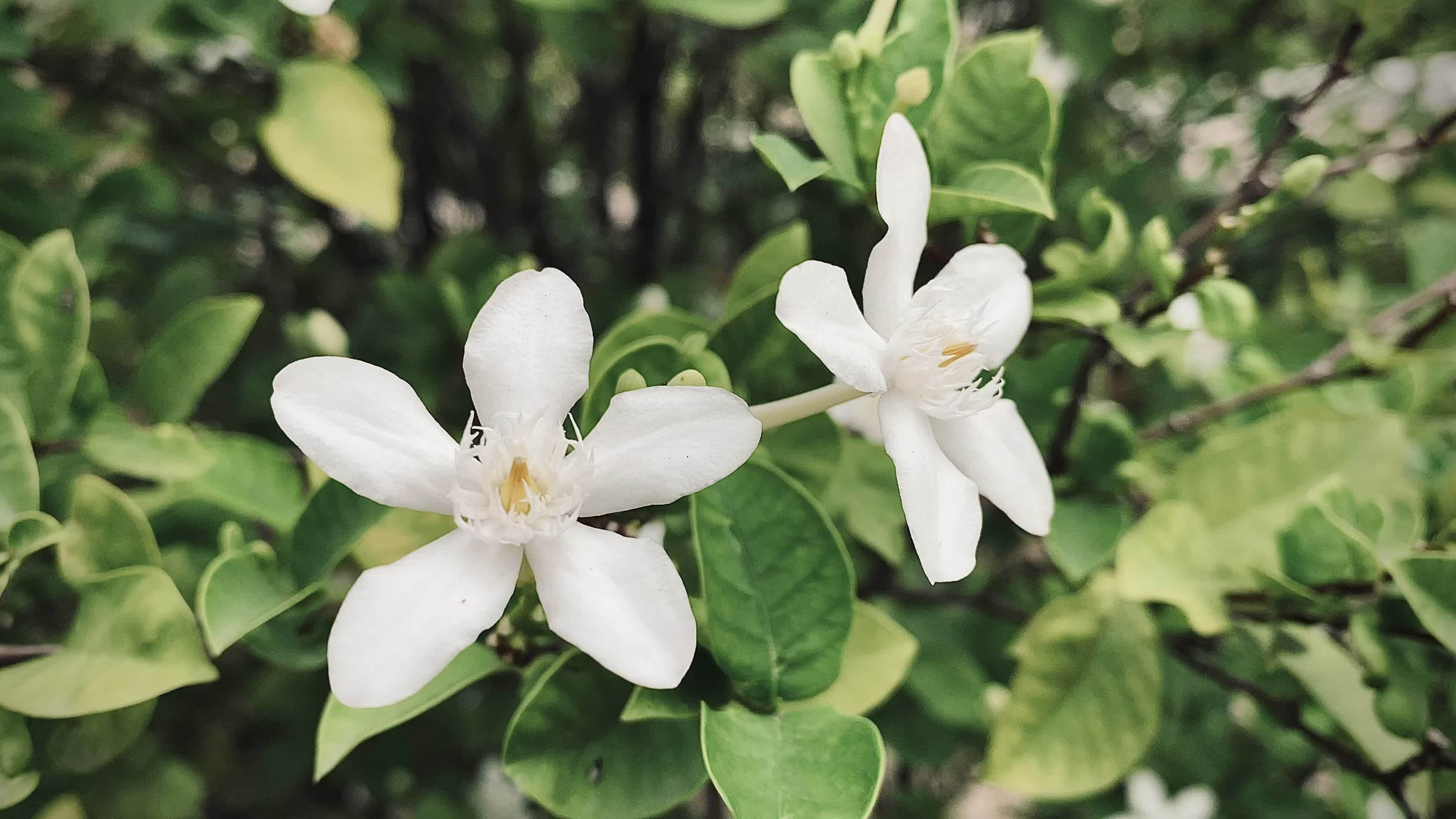 beautiful jasmine,white jasmine flower, Five-petaled white jasmine