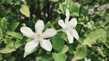 lindo jasmim, branco jasmim flor, cinco pétalas branco jasmim flores estão florescendo, branco cor, pequeno cinco pétalas com amarelo pólen, a flores florescendo dentro a jardim Veja lindo. video