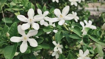 bellissimo gelsomino, bianco gelsomino fiore, cinque petali bianca gelsomino fiori siamo fioritura, bianca colore, piccolo cinque petali con giallo polline, il fiori fioritura nel il giardino Guarda Bellissima. video