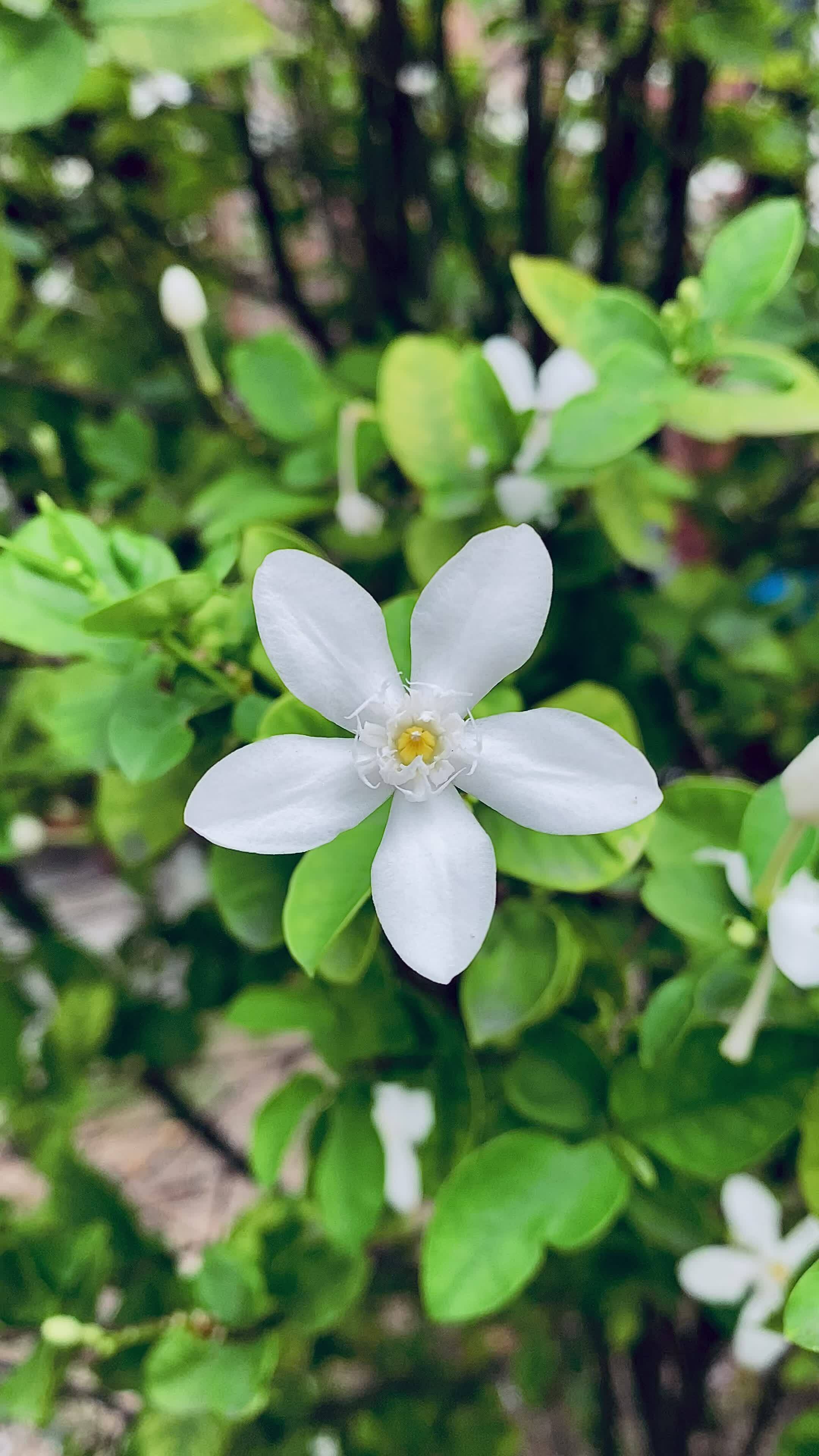 beautiful jasmine,white jasmine flower, Five-petaled white jasmine