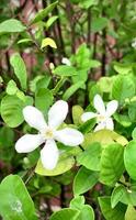 beautiful jasmine,white jasmine flower, Five-petaled white jasmine flowers are blooming, white color, small five petals with yellow pollen, The flowers blooming in the garden look beautiful. video