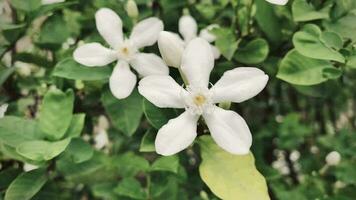 hermosa jazmín, blanco jazmín flor, cinco pétalos blanco jazmín flores son floreciente, blanco color, pequeño cinco pétalos con amarillo polen, el flores floreciente en el jardín Mira hermosa. video