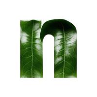 Green leaf typography text design lowercase alphabet n, photo