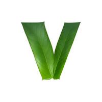 Green leaf typography text design lowercase alphabet v, photo