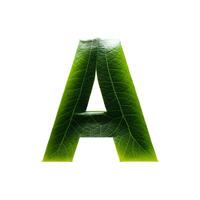 Green leaf typography text design uppercase alphabet A, photo