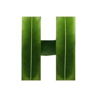 Green leaf typography text design uppercase alphabet H, AI Generative photo